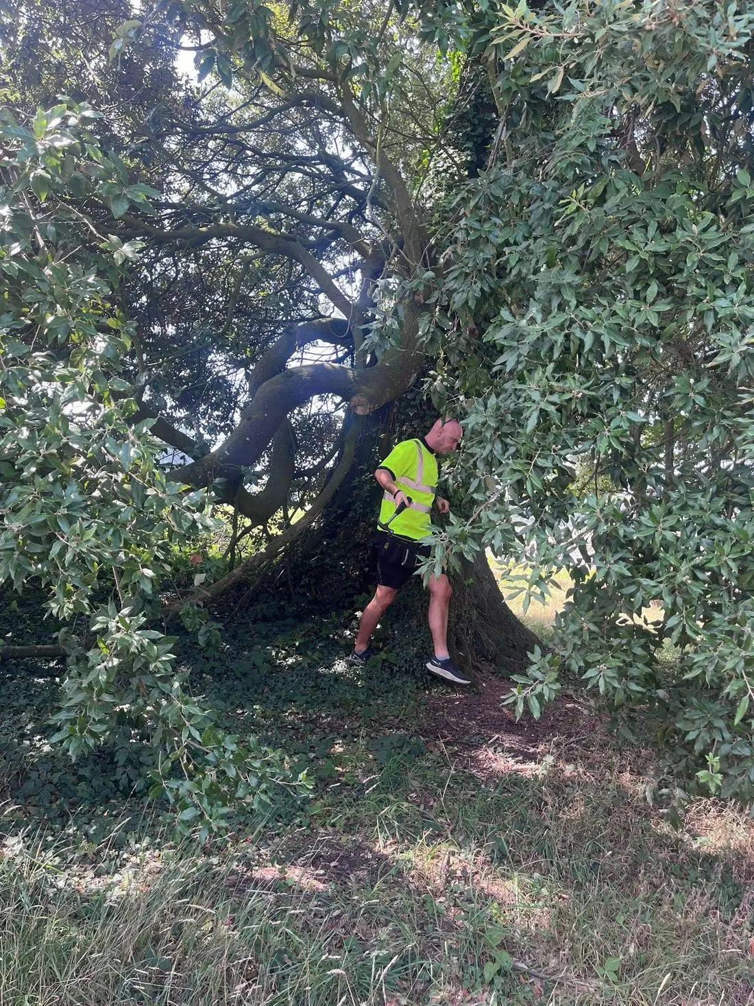 Arboricultural consultant inspecting a mature tree at close quarters