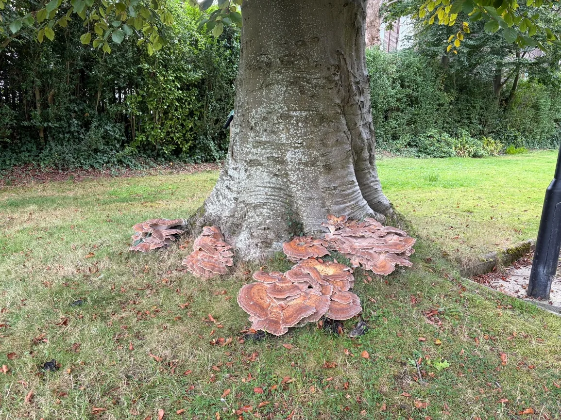 Meripilus giganteus fruiting bodies around the base of a mature copper beech