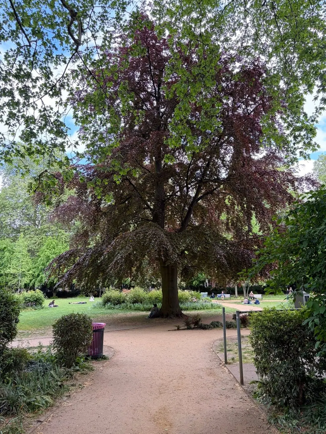 Copper beech in full leaf in a public park