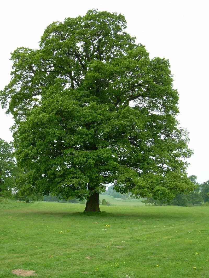 Mature oak standing alone in open grass