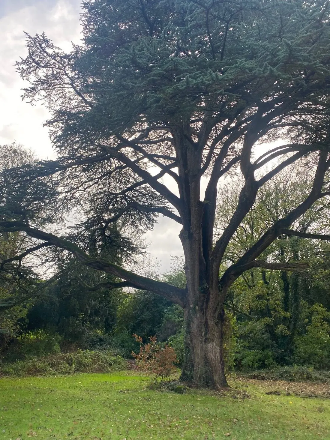 Mature cedar tree, the kind of valued specimen a condition report protects