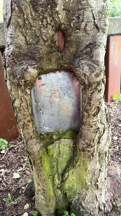 A metal plate set into a tree cavity, being grown over by the trunk