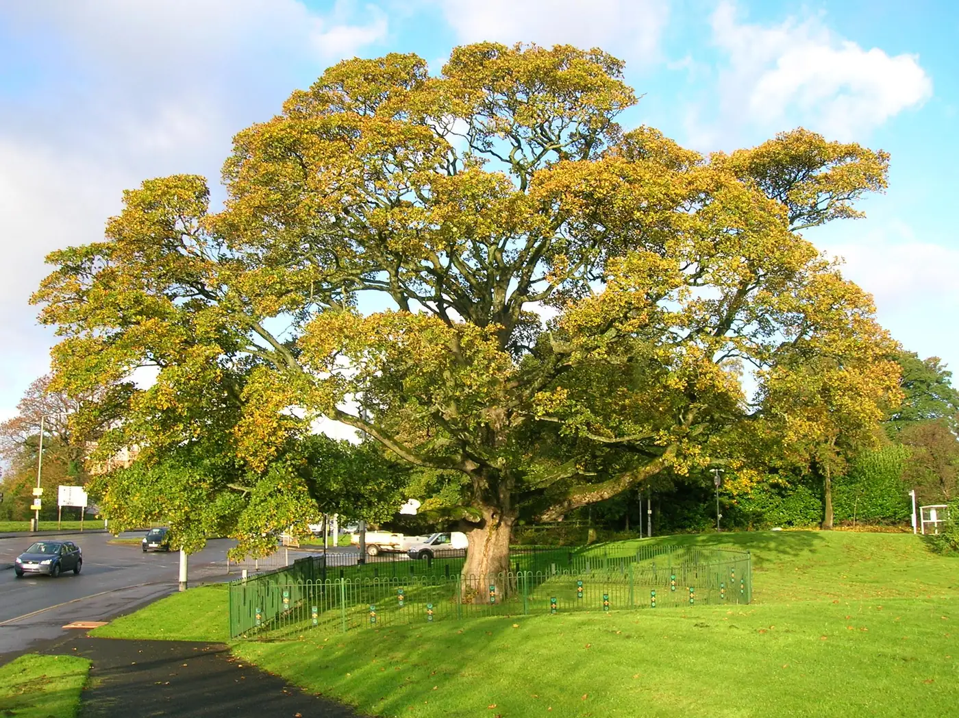 Mature roadside tree protected by railings