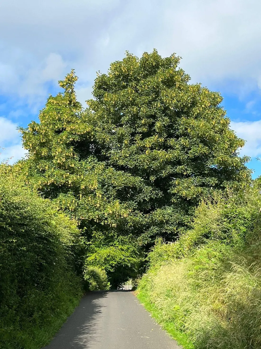 Broad-crowned mature tree standing over a quiet rural lane