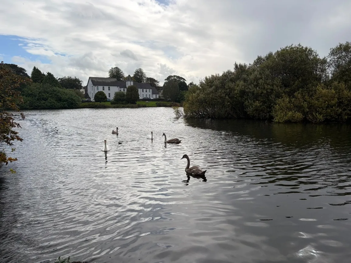 Swans on a lake with a white house on the far bank