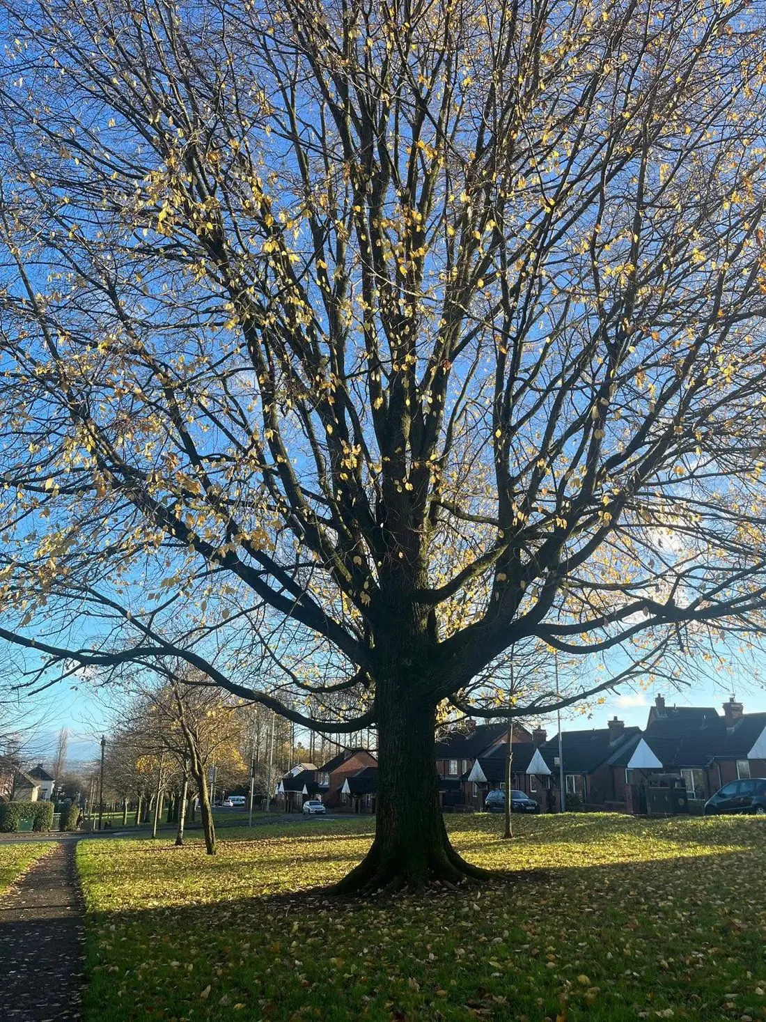Large mature tree standing close to houses in a residential street