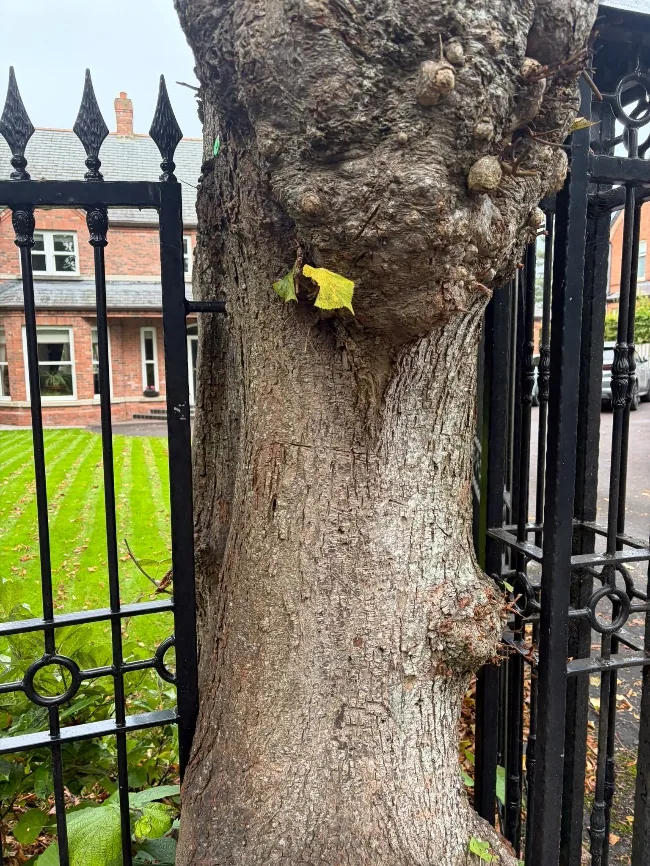 A tree trunk that has grown around the bars of a black metal fence