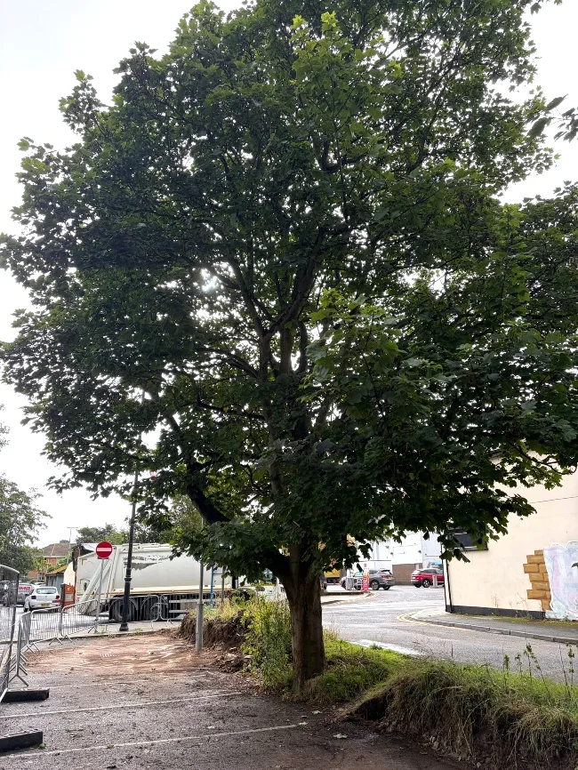 A young urban sycamore growing in a narrow strip beside a car park
