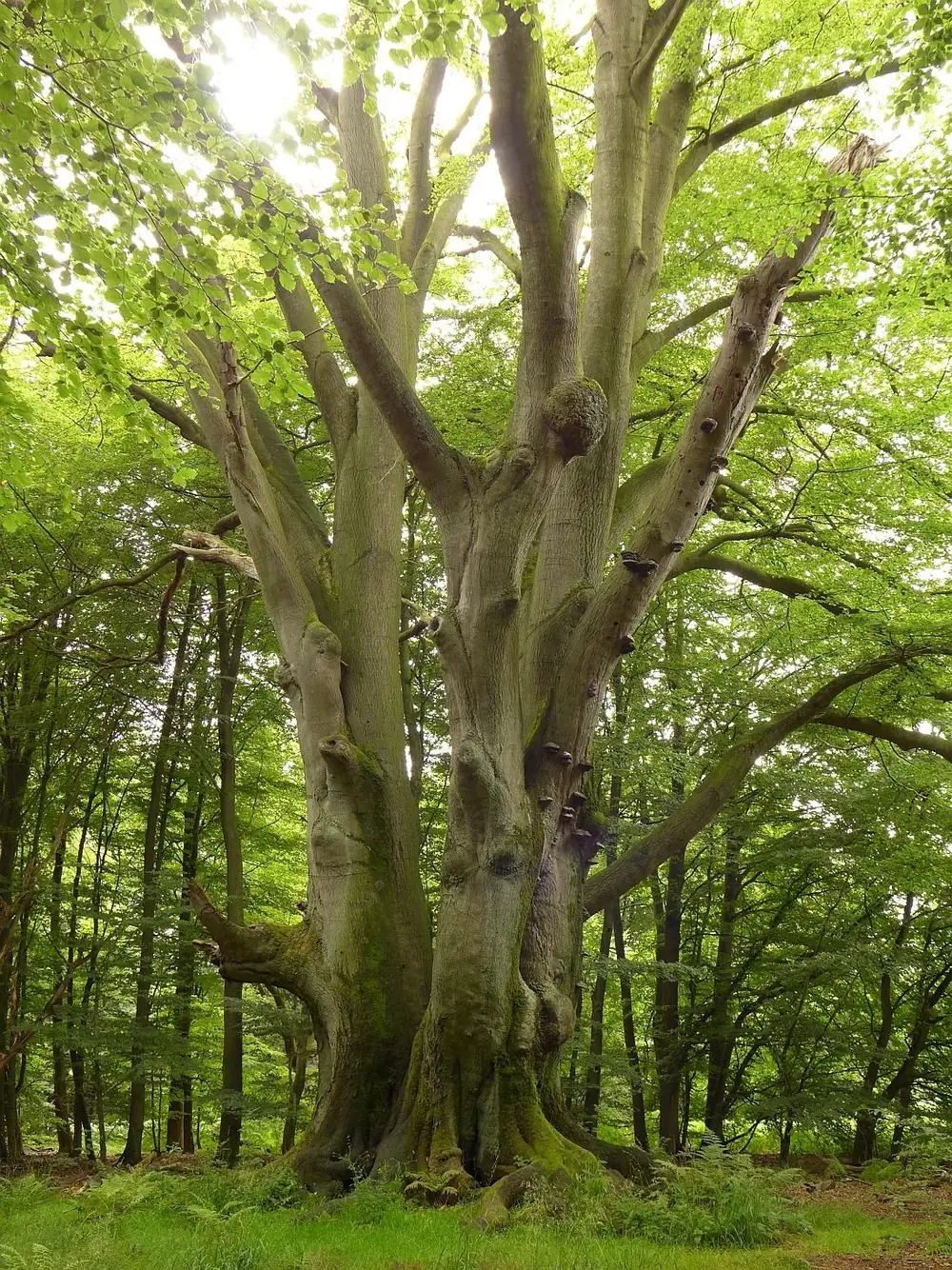 Old beech tree with fungal brackets on its stems