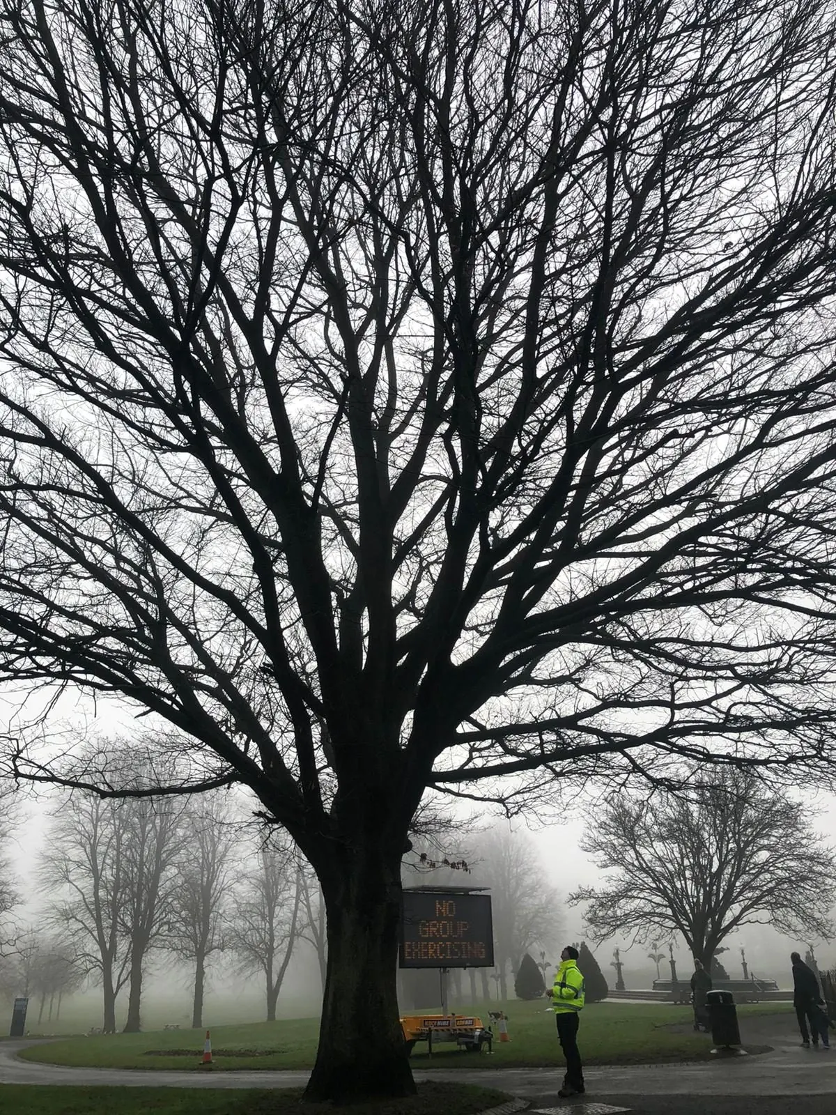 Inspecting a mature tree beside a property during a winter survey