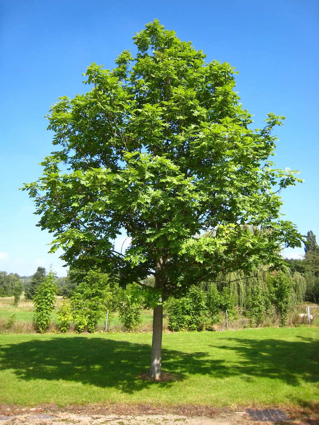 Ash tree crown showing pinnate leaves and open branching
