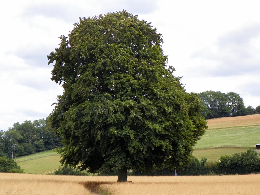 Mature beech tree with a broad crown and smooth grey trunk
