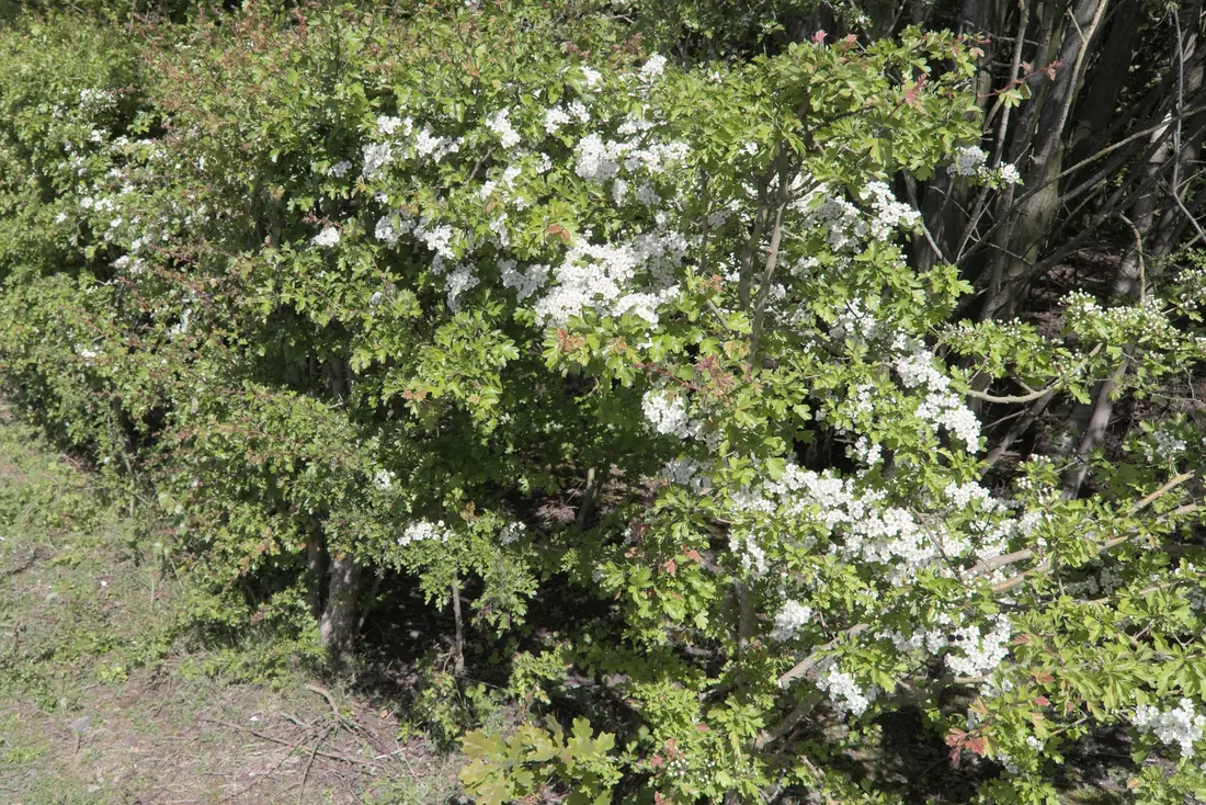 Hawthorn in blossom along a hedgerow
