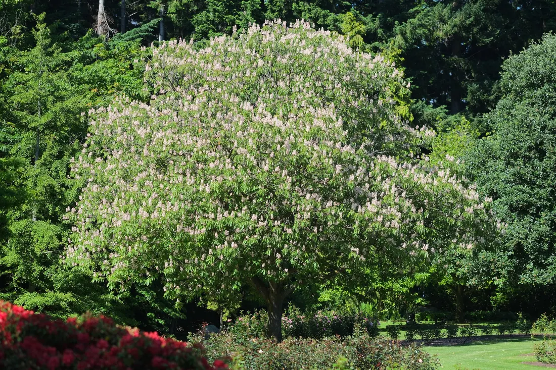 Horse chestnut in flower with upright white candles