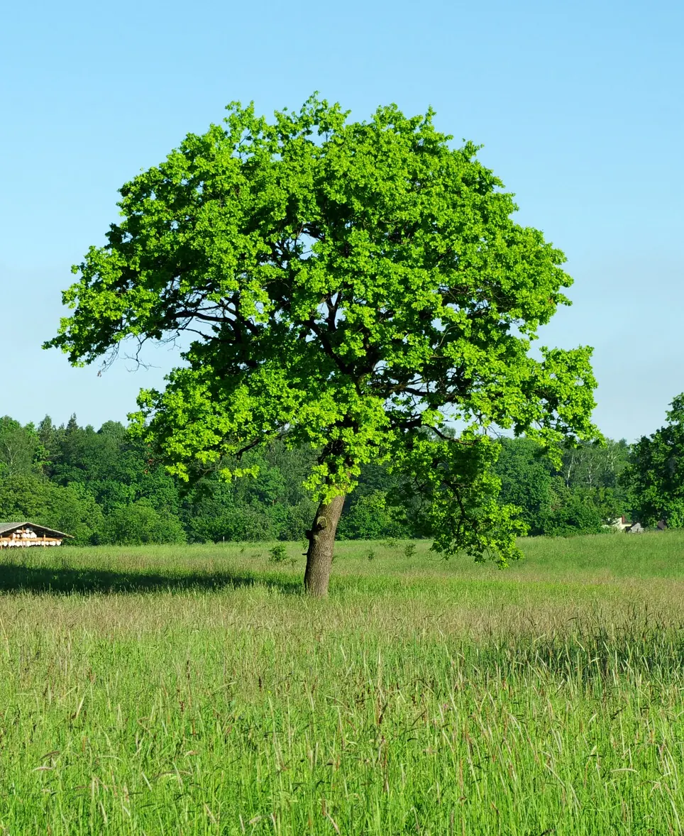 Ancient oak with heavy spreading limbs