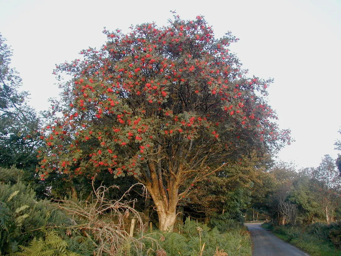 Rowan tree laden with red berries