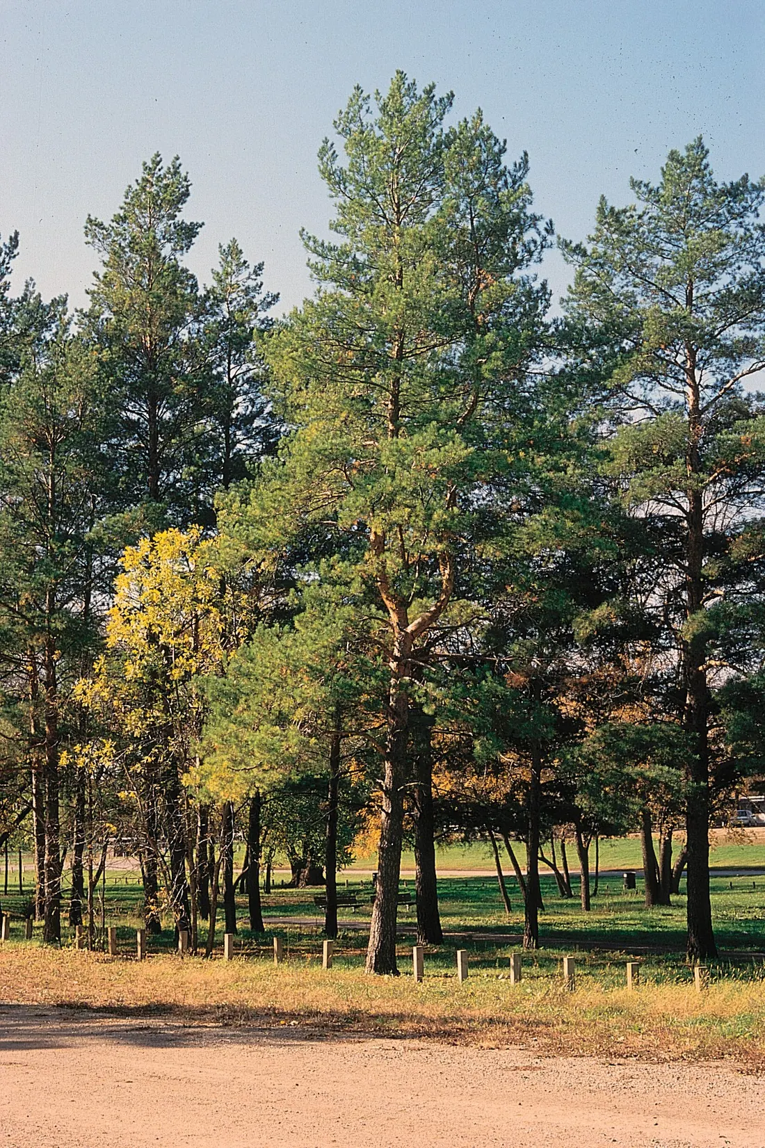 Scots pine showing orange upper bark