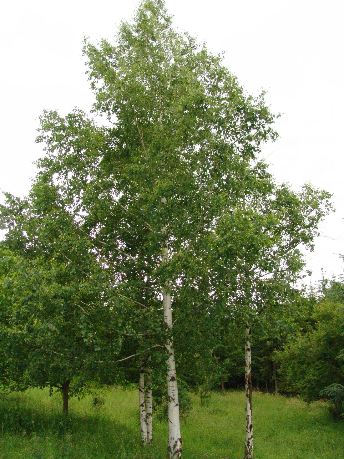 Silver birch showing white bark and fine drooping shoots