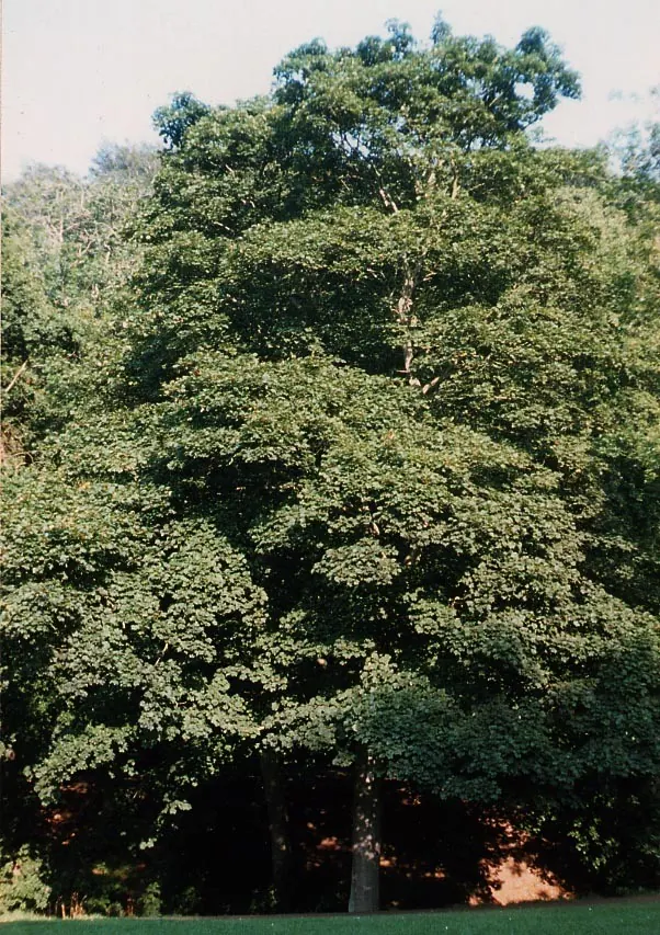 Mature sycamore showing its dense, domed crown