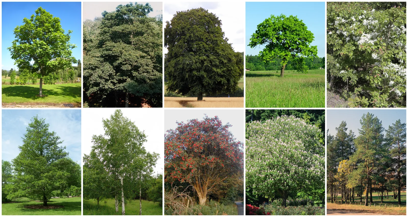 The ten most common trees in Northern Ireland